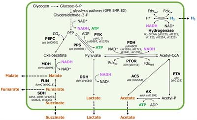 Regulation of organic acid and hydrogen production by NADH/NAD+ ratio in Synechocystis sp. PCC 6803